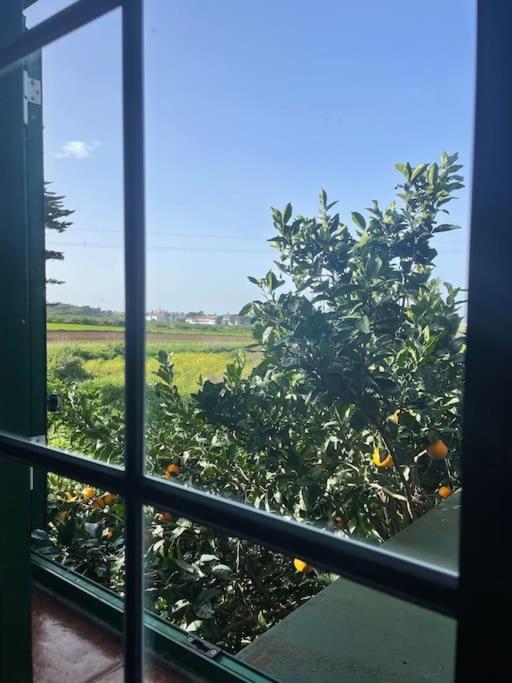 La Macadamia Villa La Laguna  Eksteriør billede